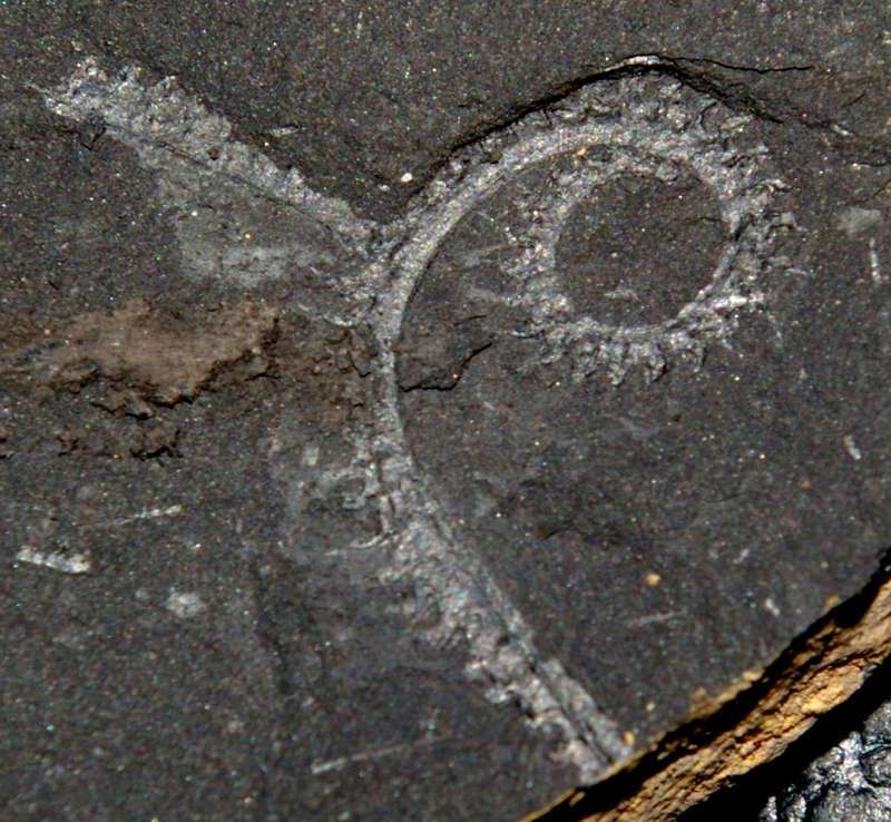 Spiralis graptolite