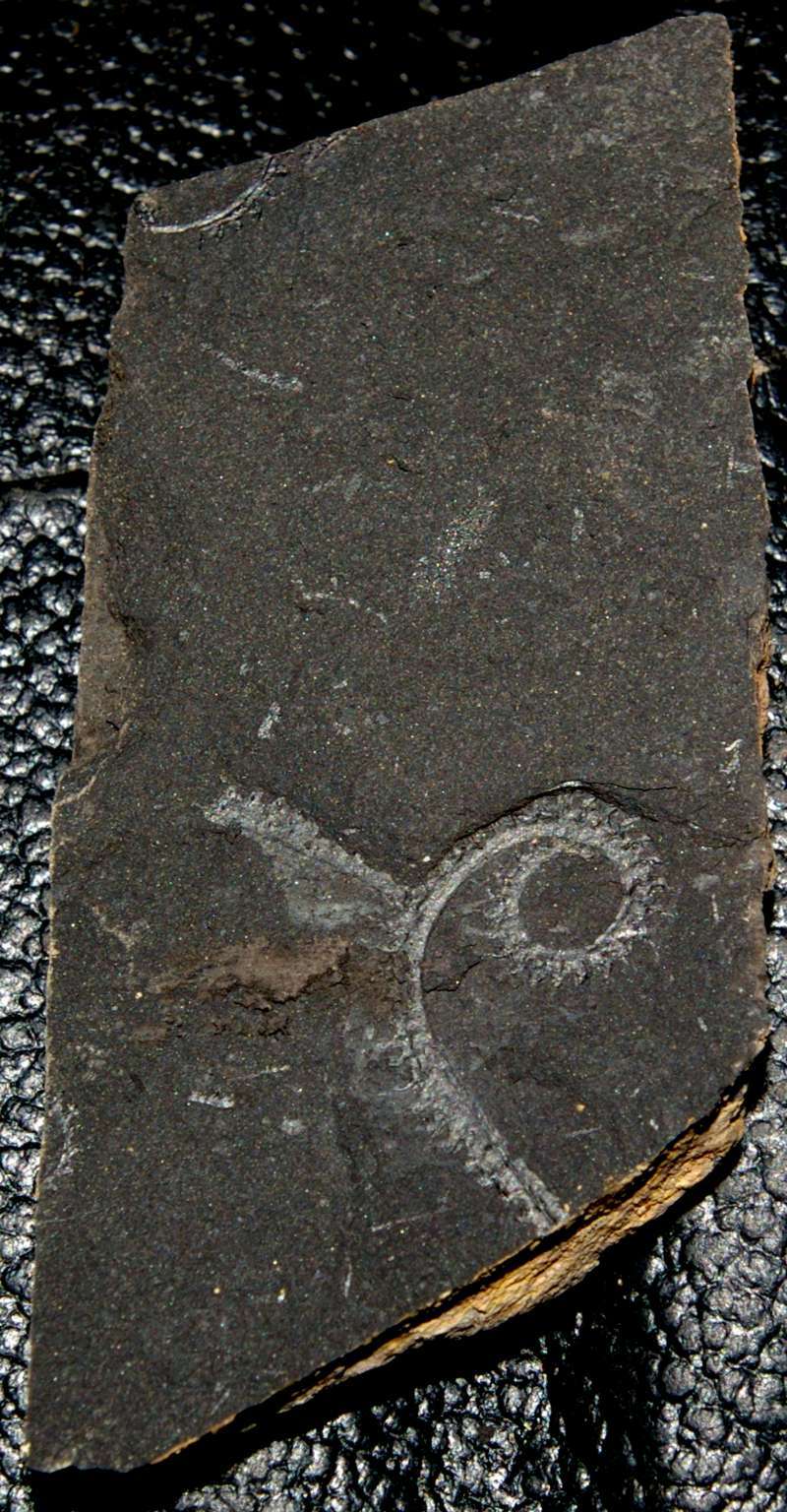 Spiralis graptolite