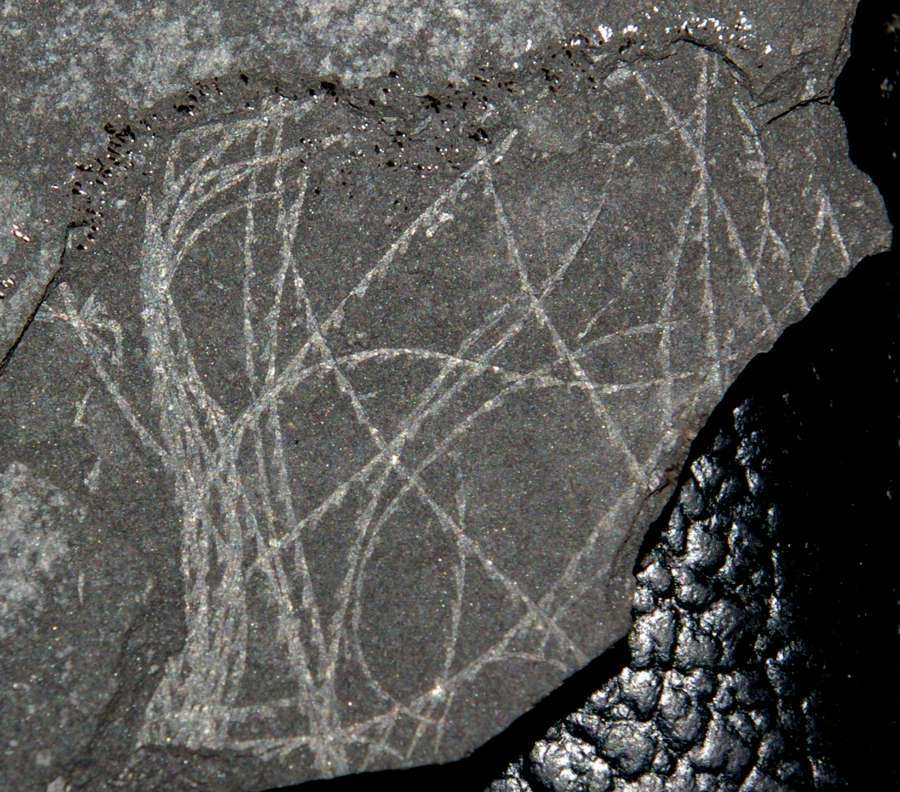 Linograptus graptolite  