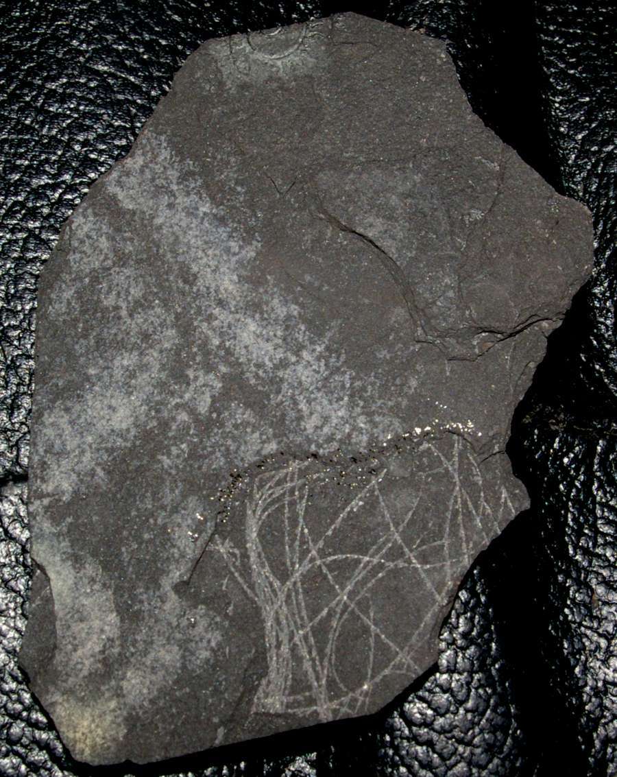 Linograptus graptolite  