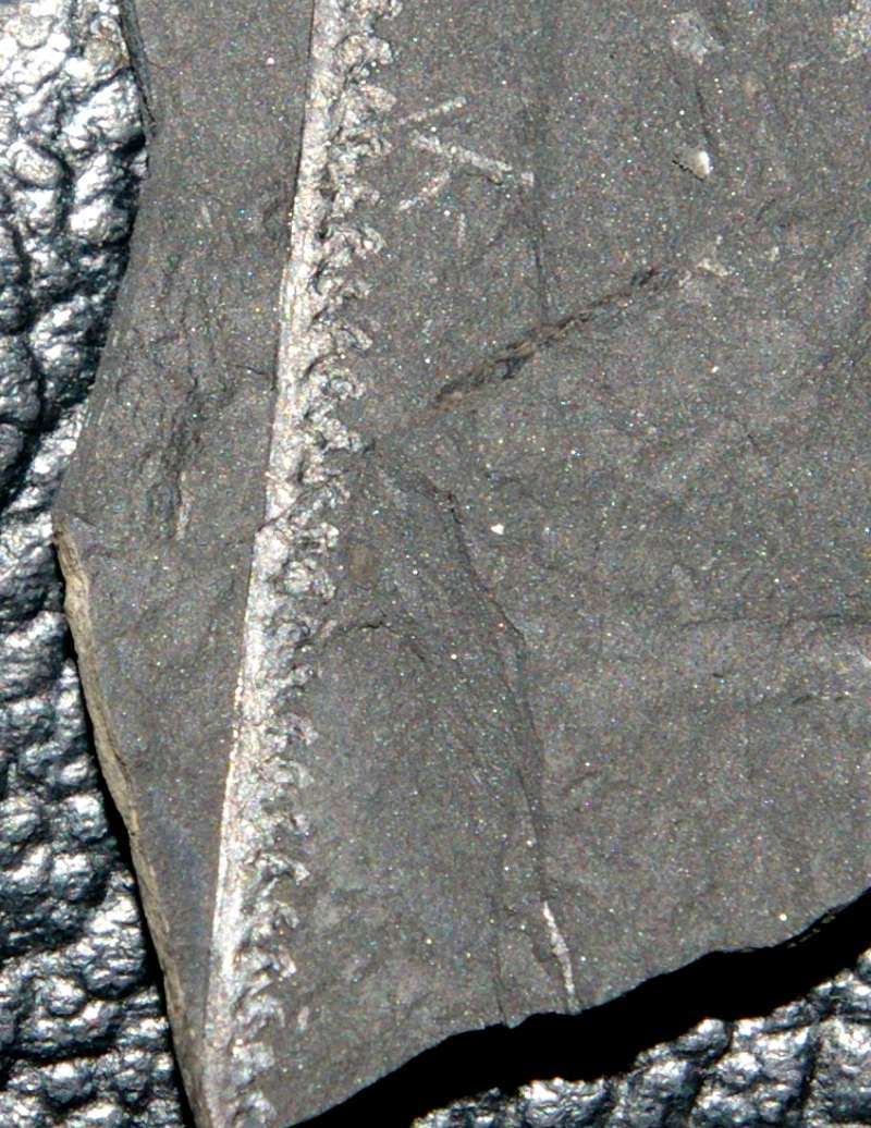 Monograptus flemingi