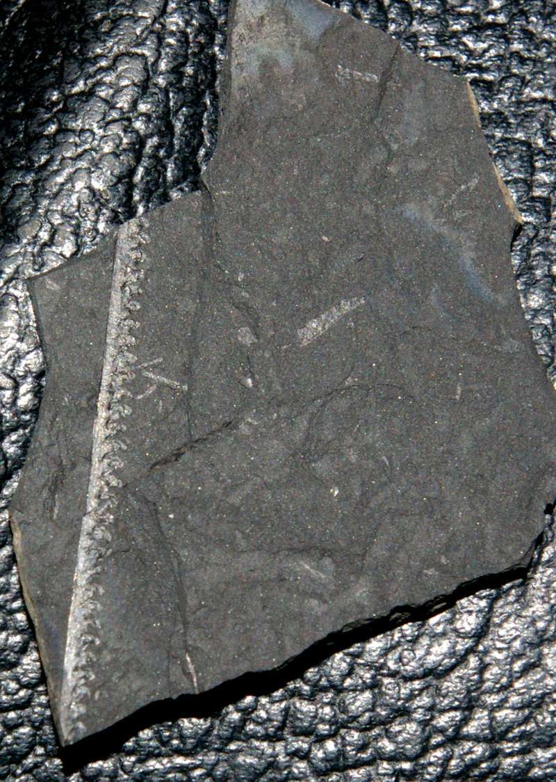 Monograptus flemingi