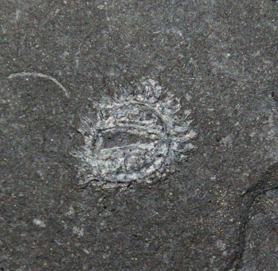 graptolites  
