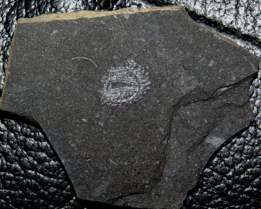 graptolite  
