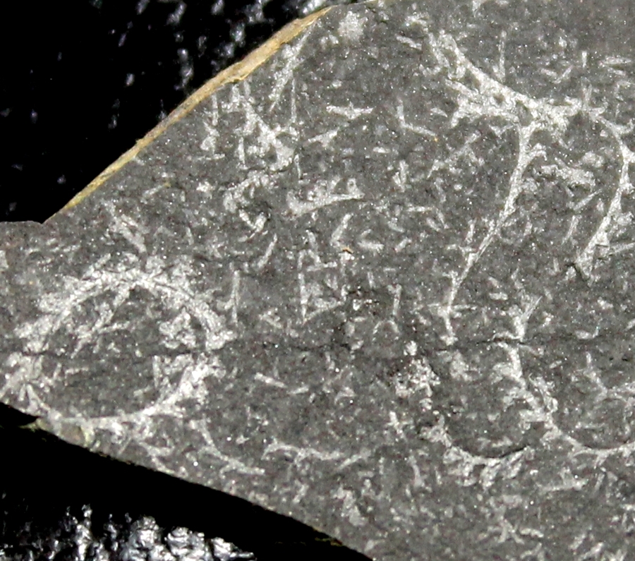 Retiolites geinitzianus  