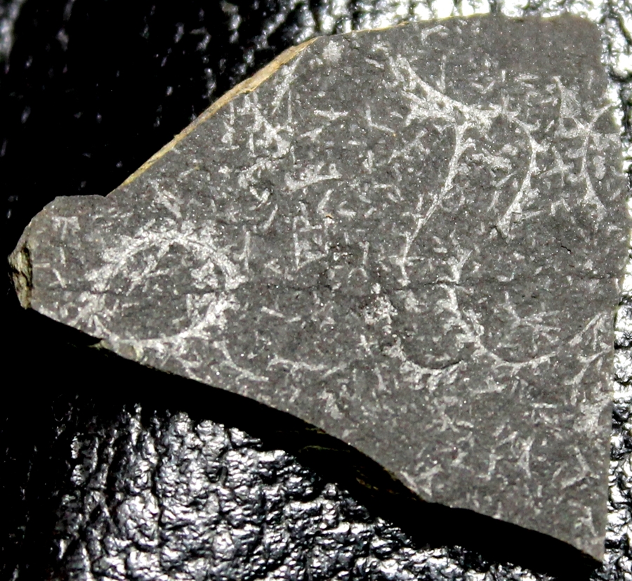 Retiolites geinitzianus  