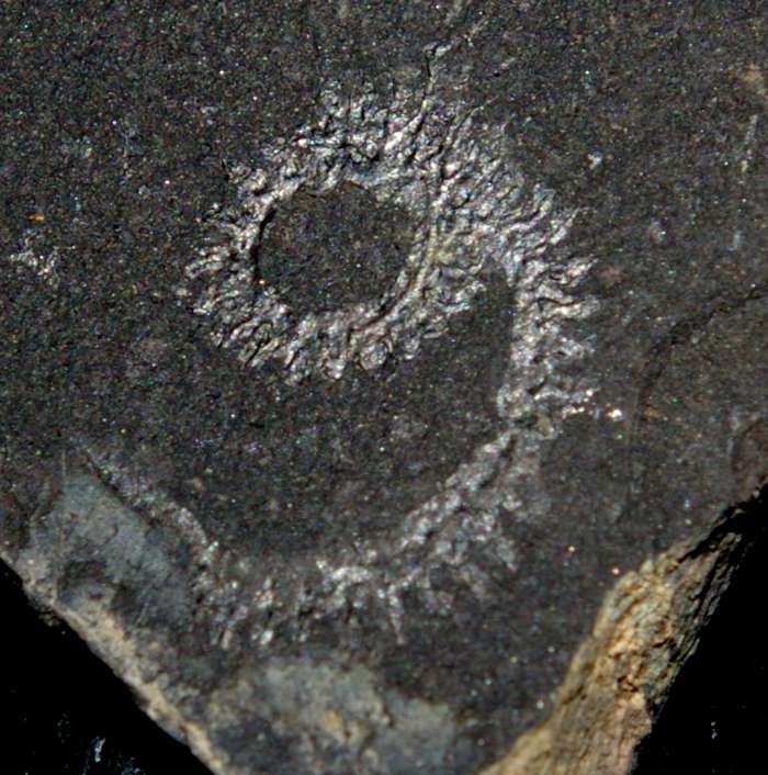 spiral graptolite  