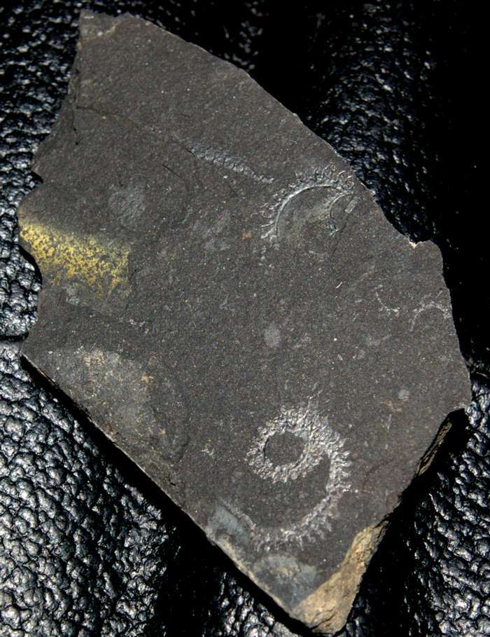 spiral graptolite  