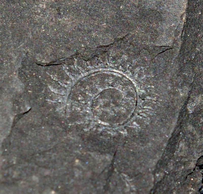 Oktavites spiralis  