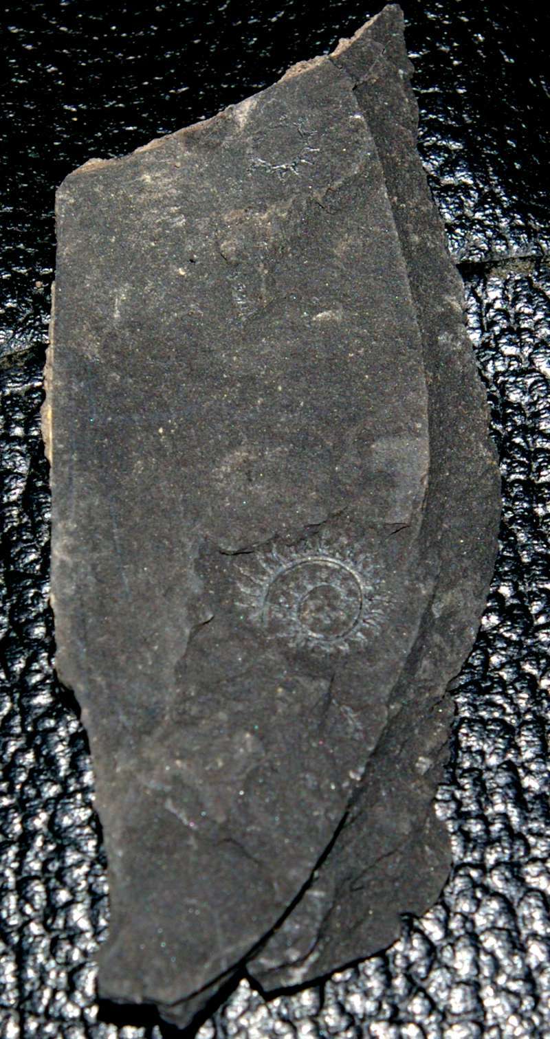 spiral graptolite  