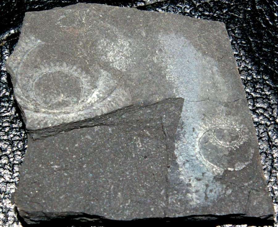 spiral graptolite  