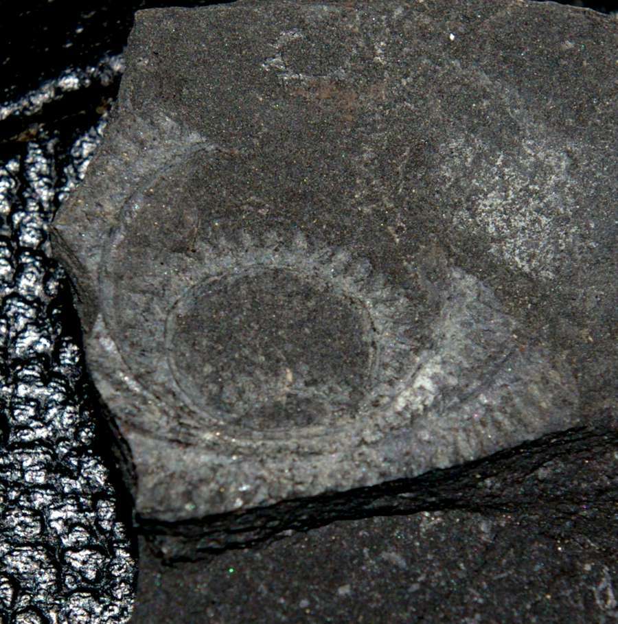 spiral graptolite  