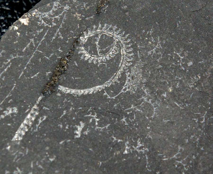 Spirograptus  
