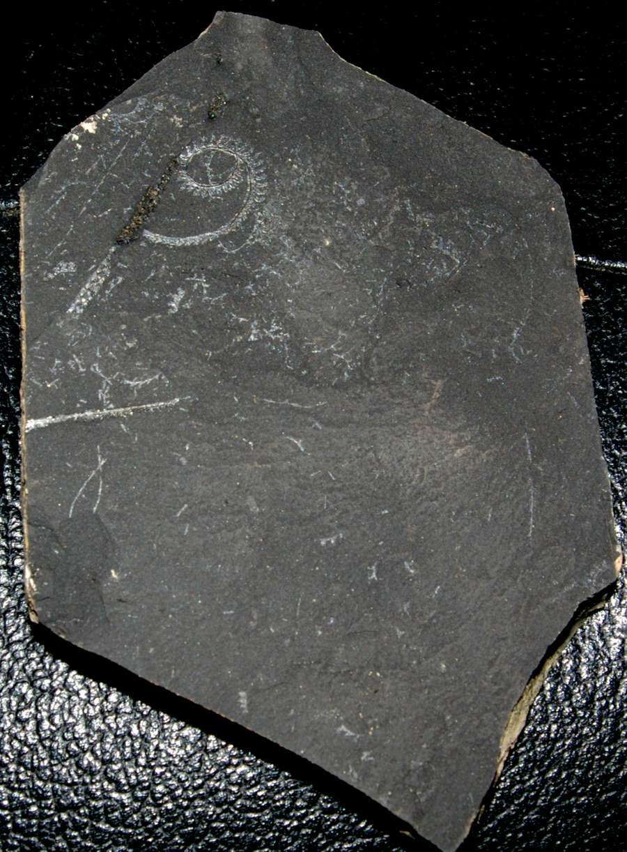 spiral graptolite  