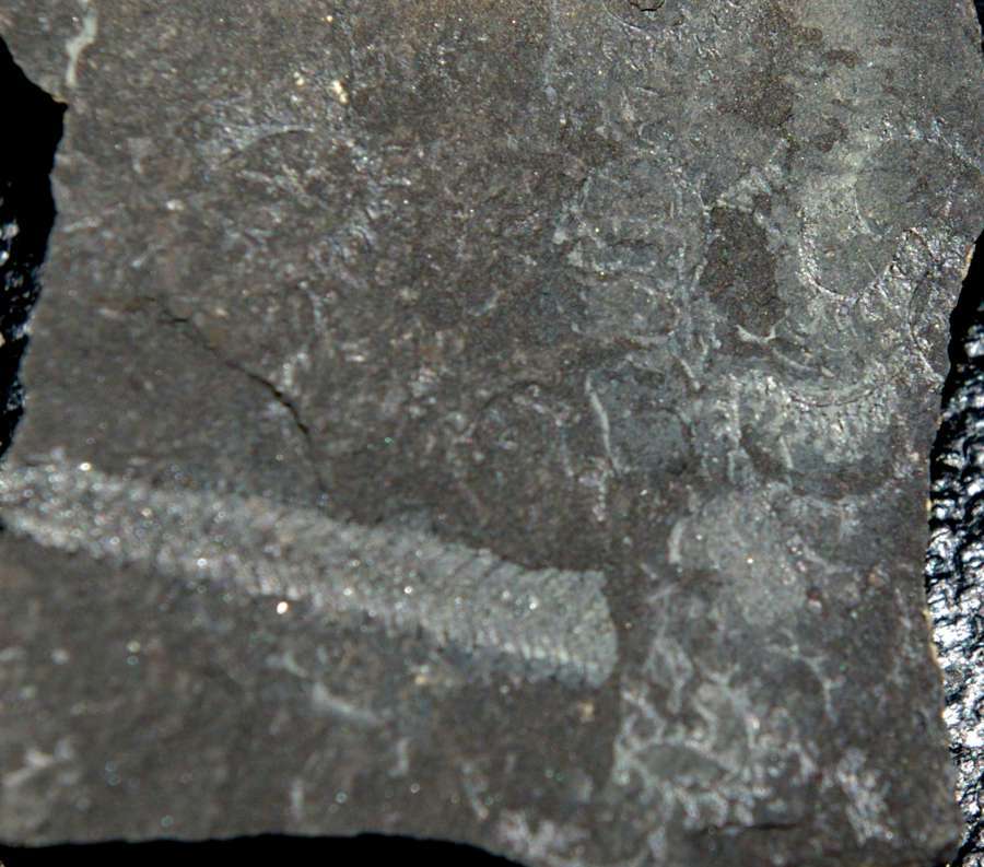 Spirograptus  