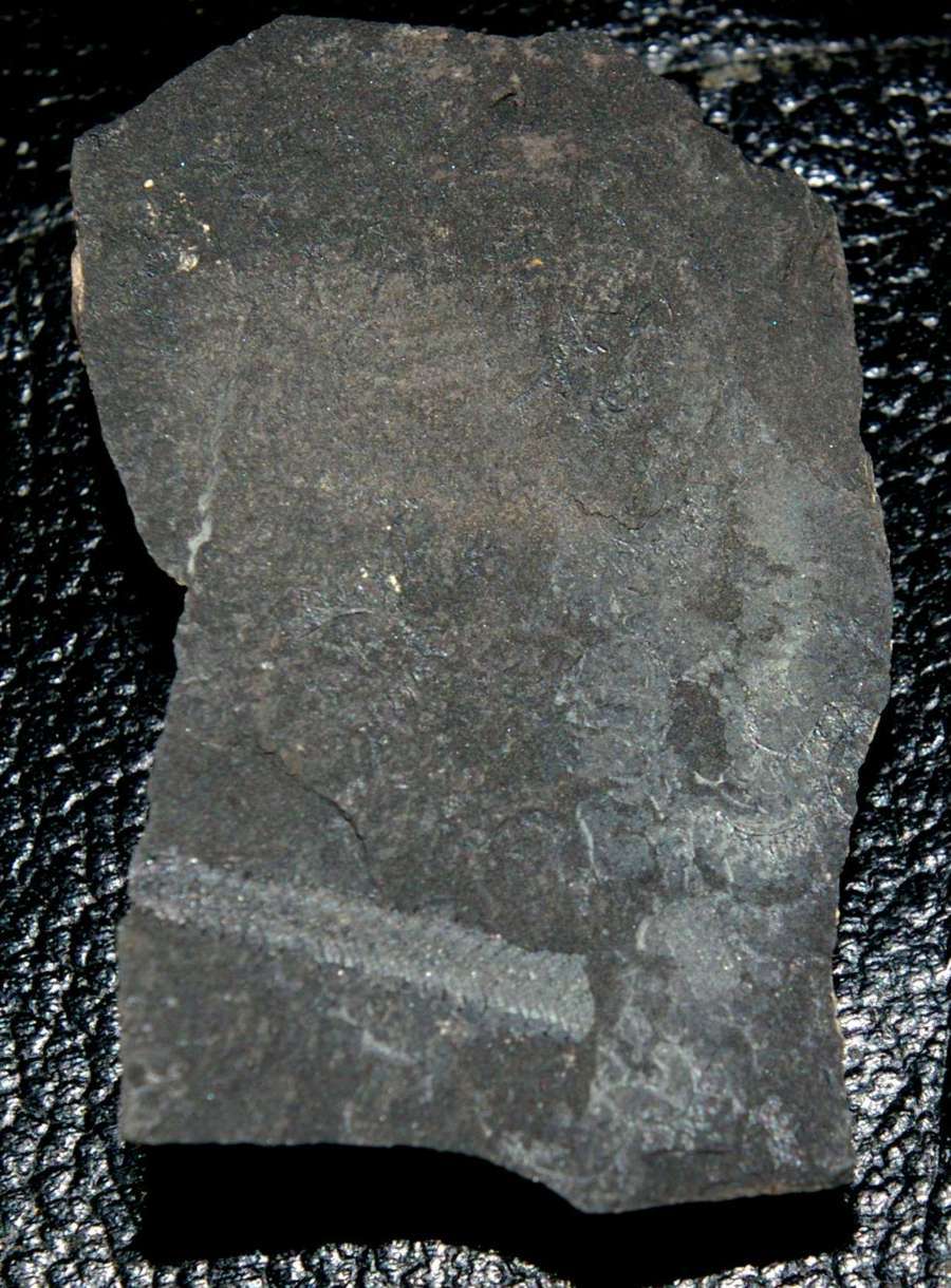 spiral graptolite  