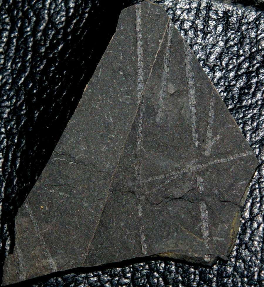 Monoclimacis hemipristis graptolites
