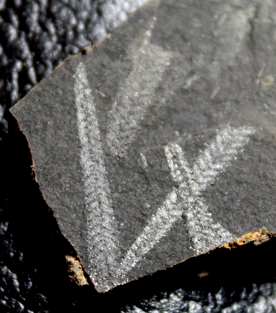  graptolites