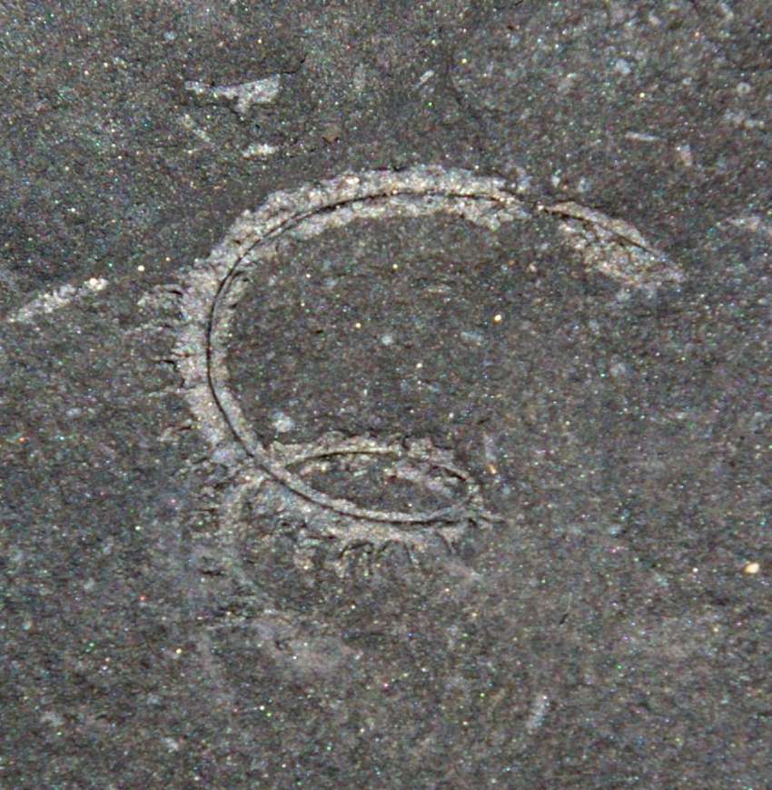 Spirograptus  