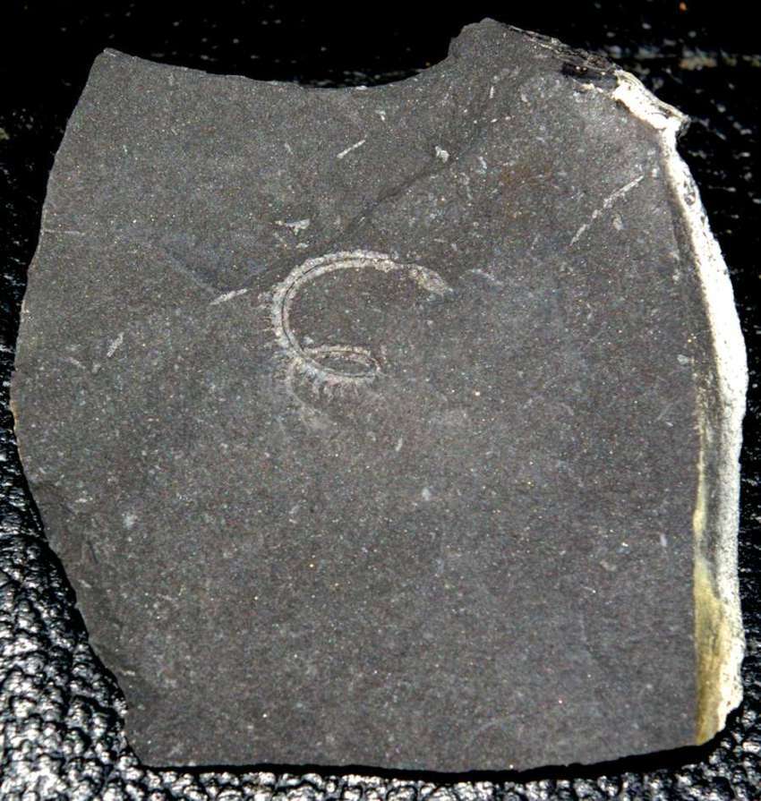 spiral graptolite  