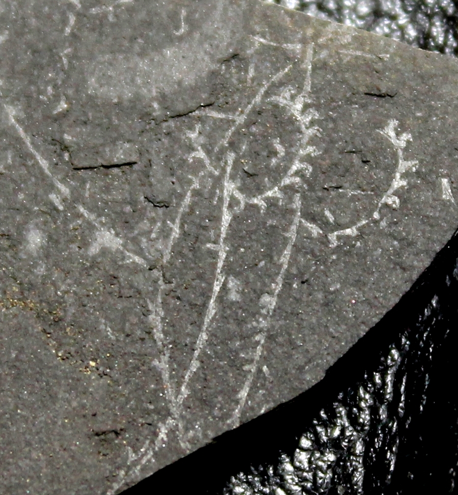 Graptolites  