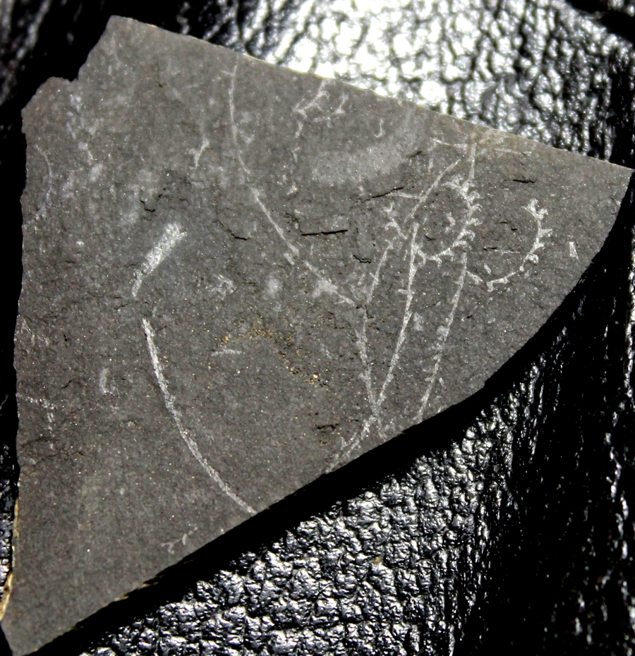 Graptolites  
