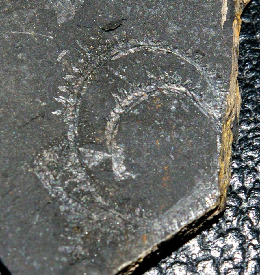 Spirograptus  