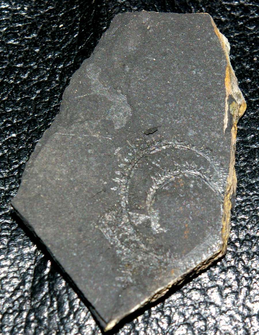 spiral graptolite  