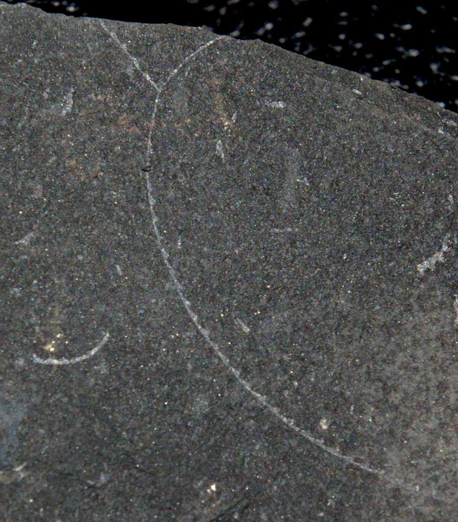 Linograptus posthumus  