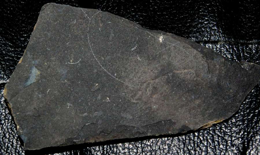 Linograptus  
