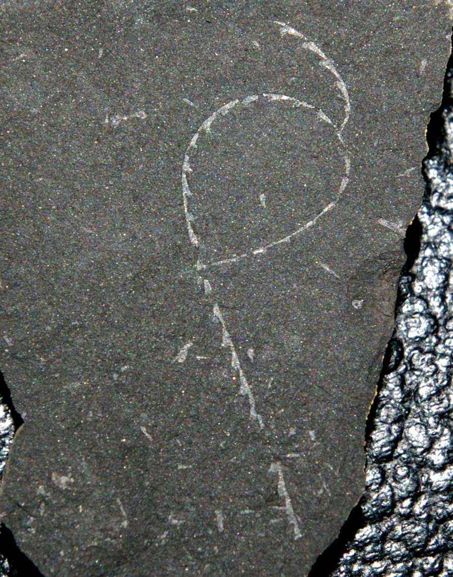 Linograptus  
