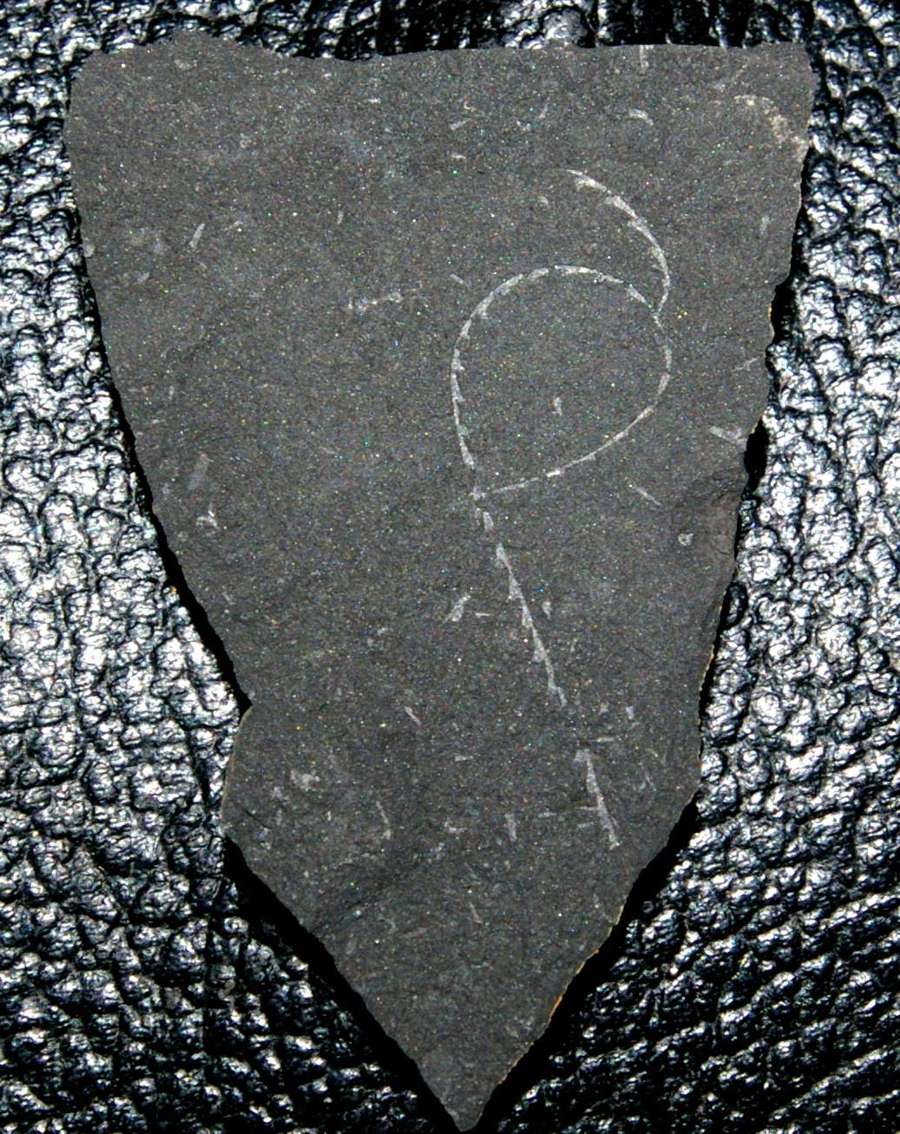 Linograptus  