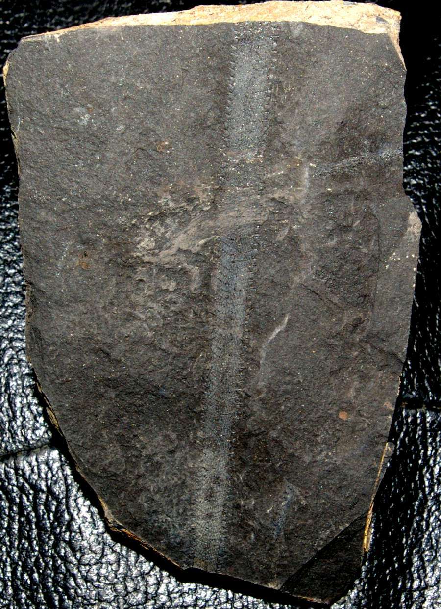 Diplograptus  