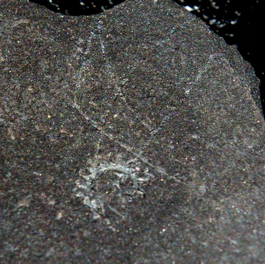 spiral Graptolite  