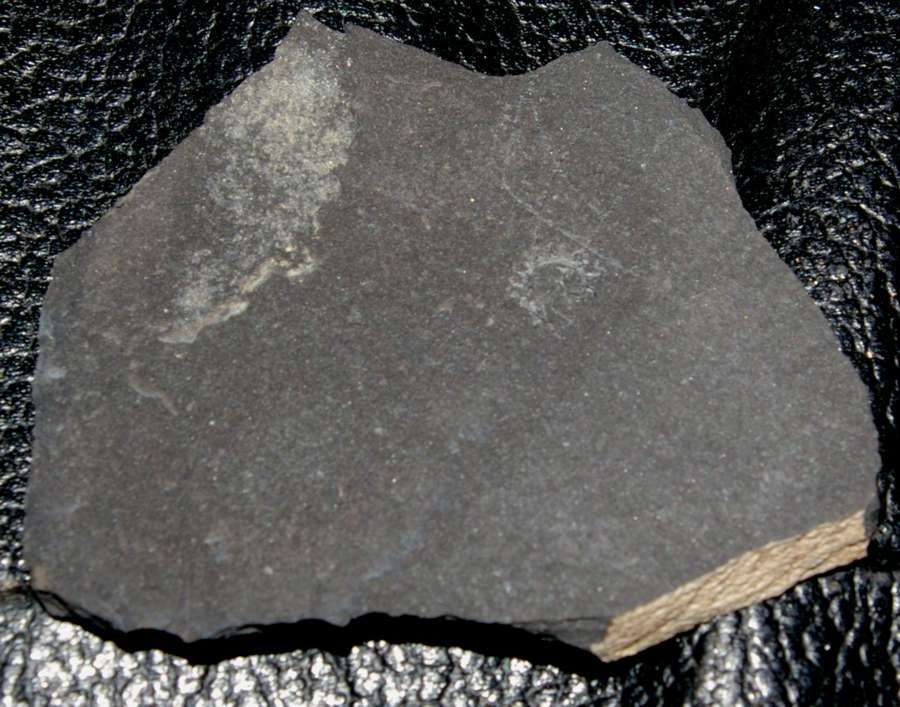spiral Graptolite  