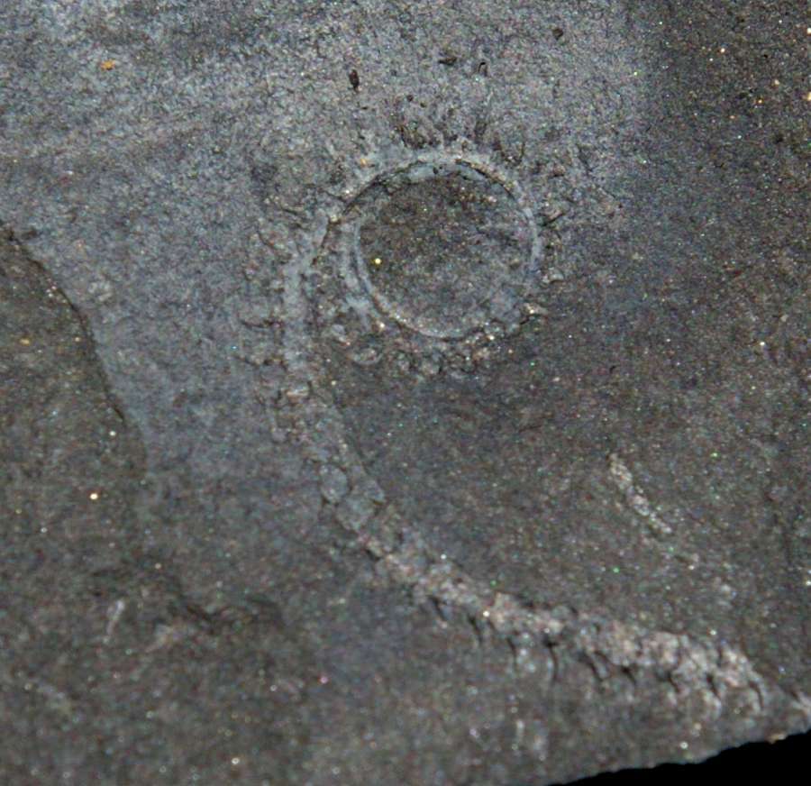 Spirograptus  