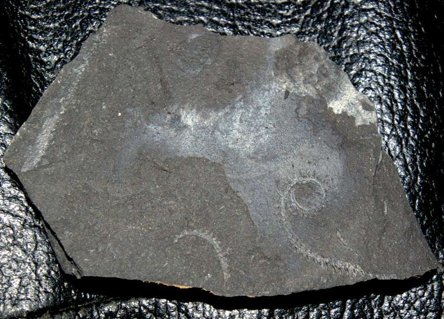 Spirograptus  