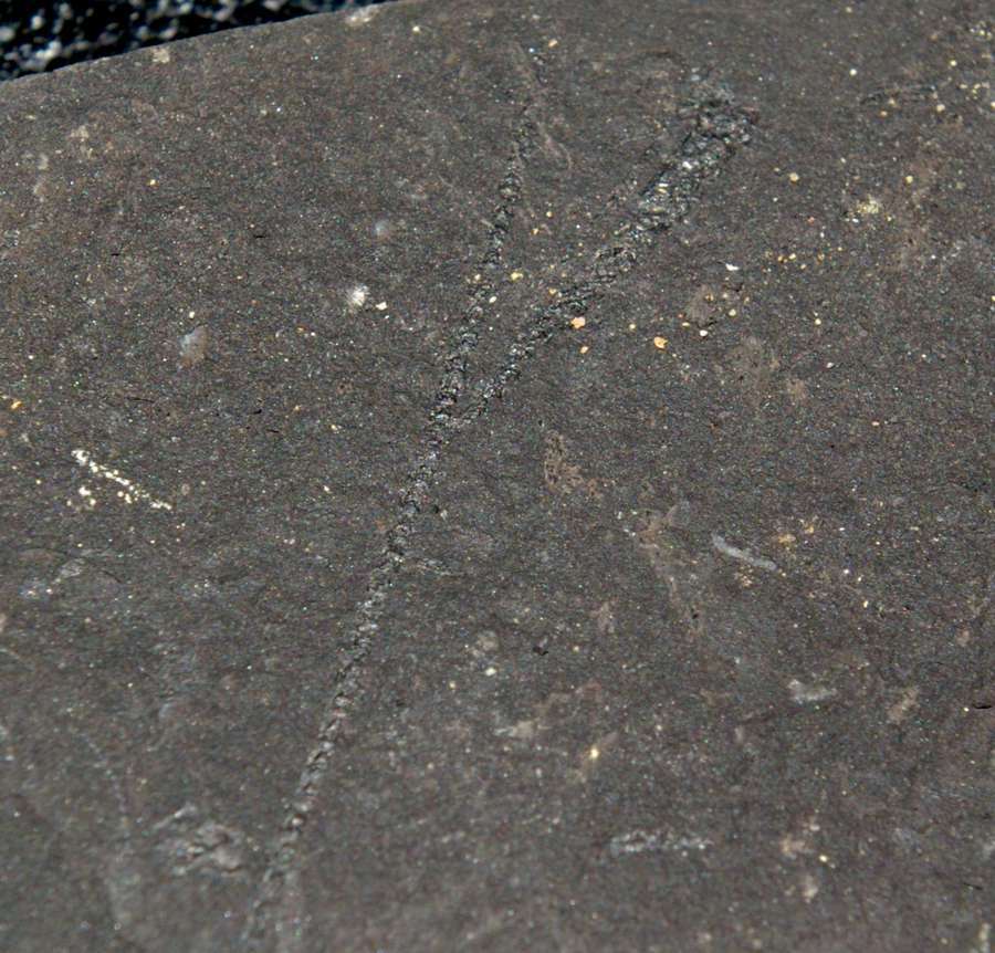 graptolite  