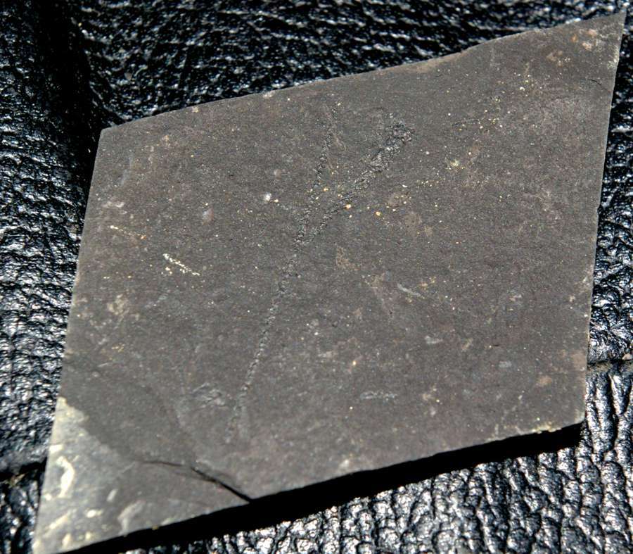 graptolite  