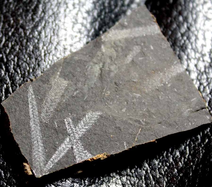  graptolite