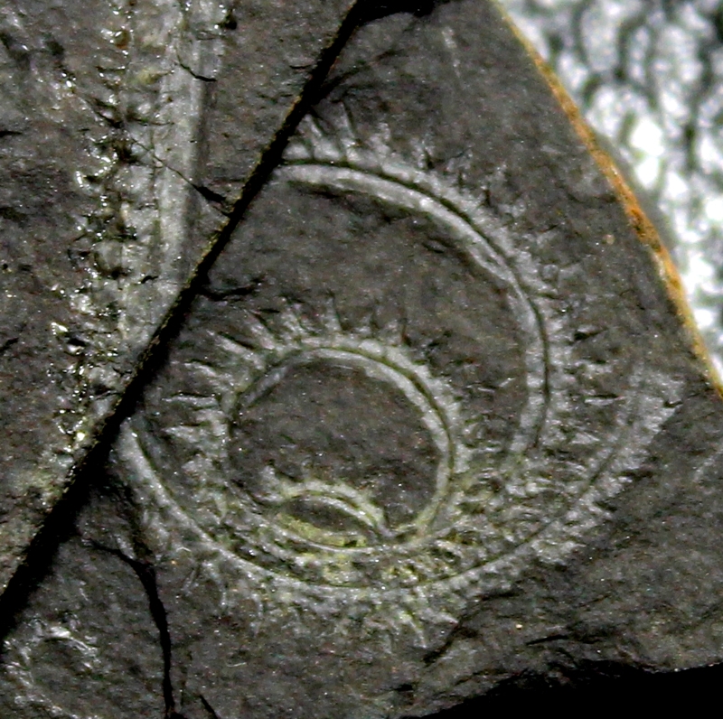 Oktavites spiralis (Geinitz)