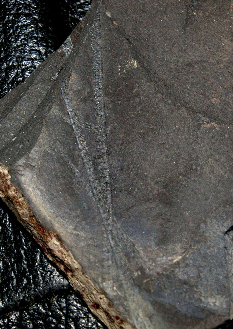 graptolite  