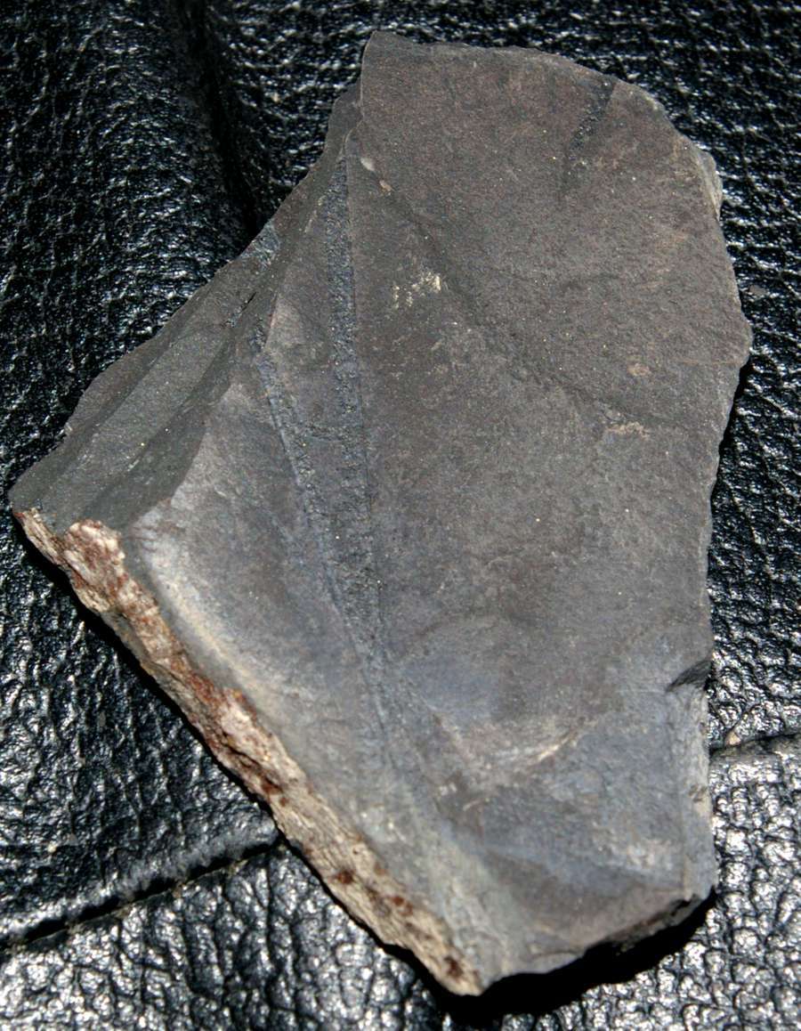 graptolite Monograptus 