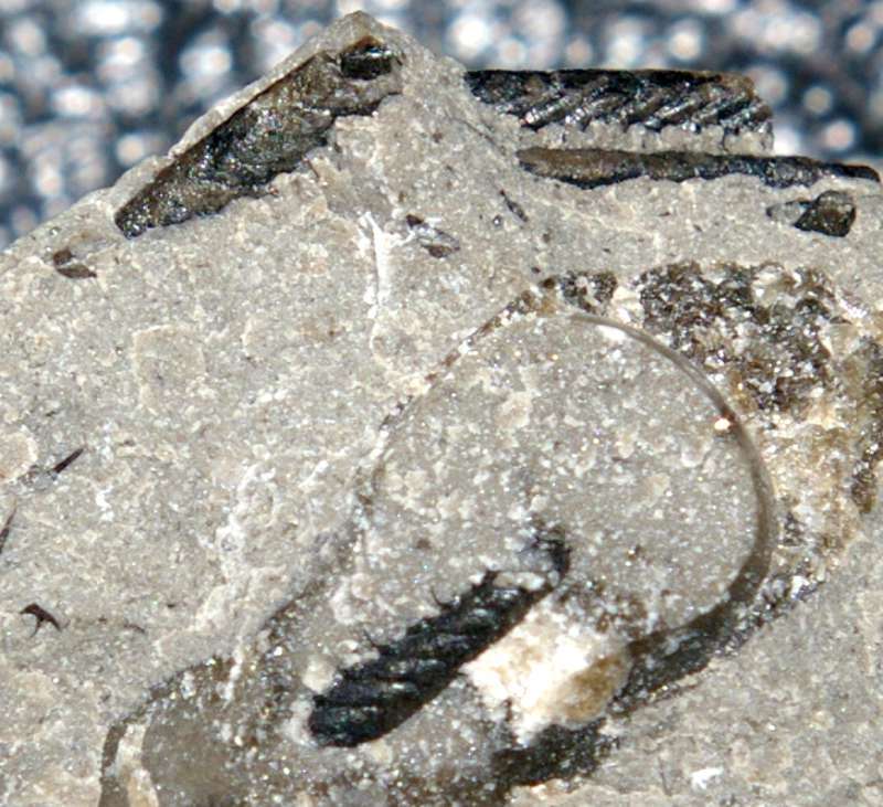 Cambrian graptolite  