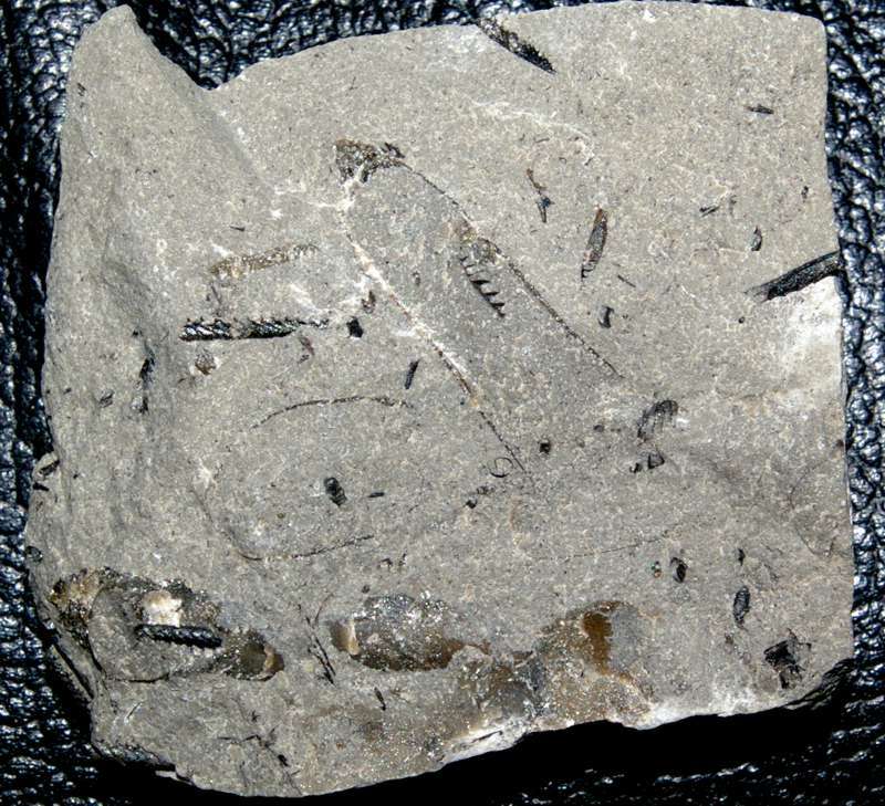 Cambrian fossils 