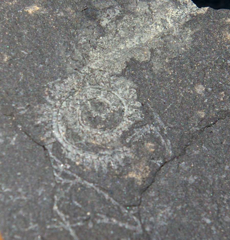 Spiral Graptolite  