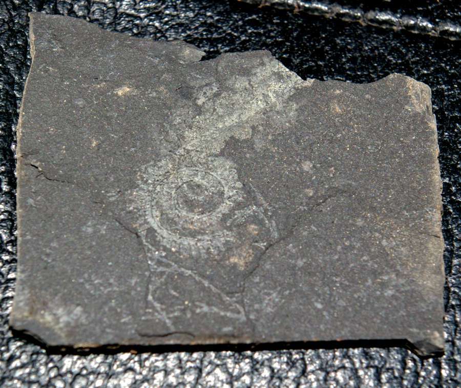 Spirograptus  