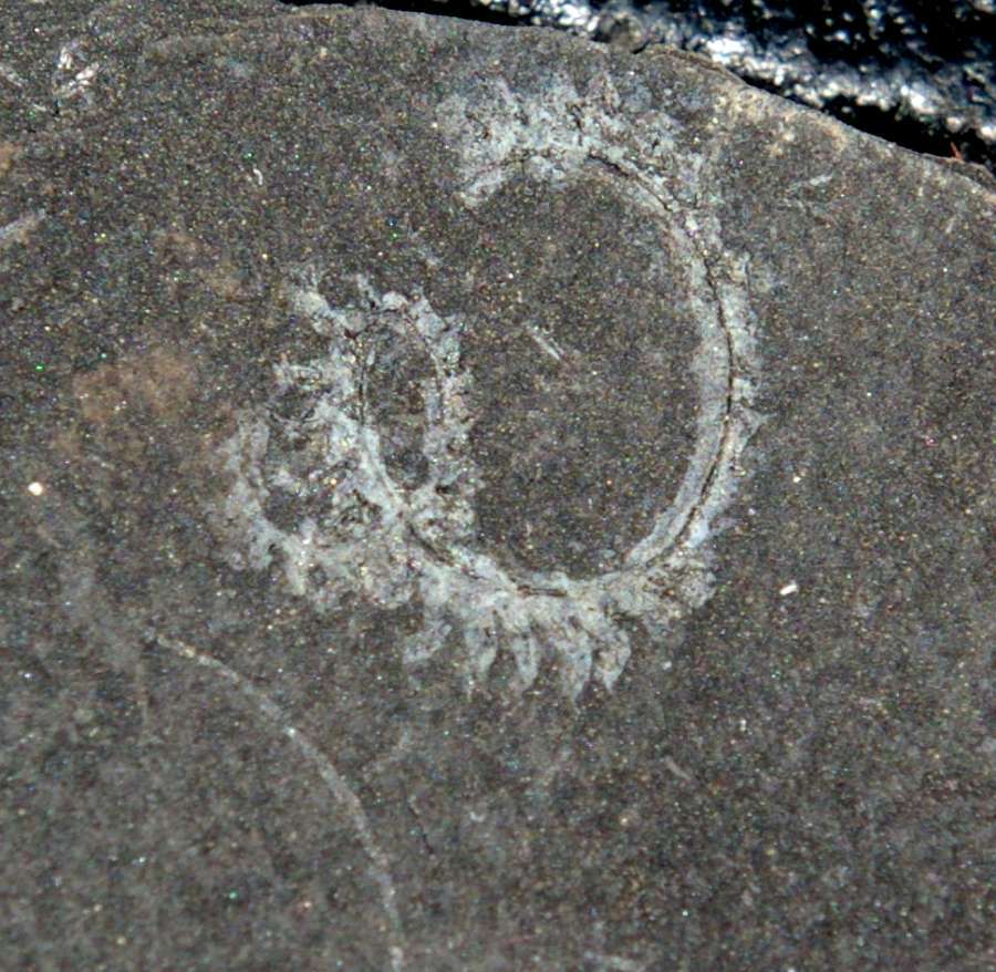 Spiral Graptolite  