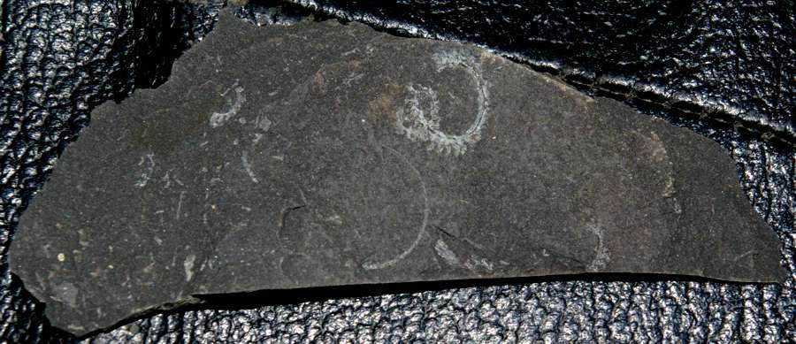 Spirograptus minor   
