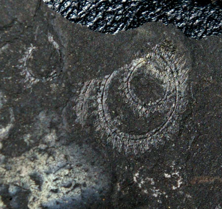 Spiral Graptolite  
